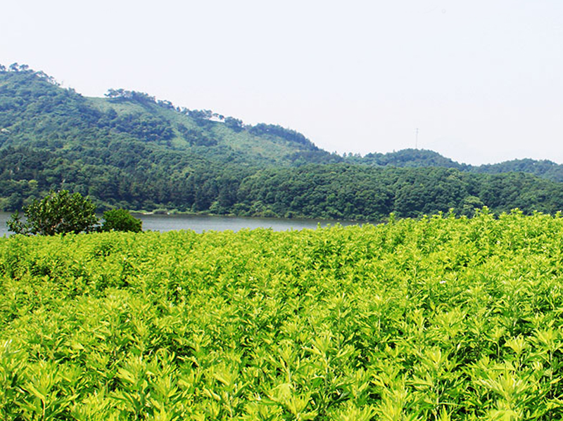 大叶野生艾草